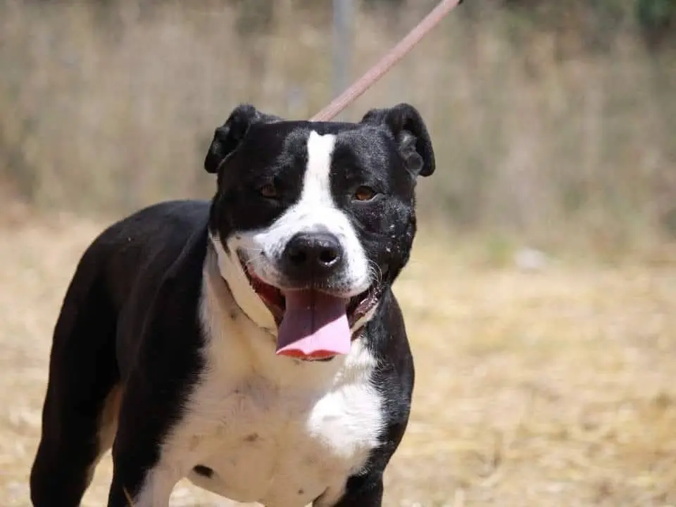 Adotta un cane, maschio, 3 anni e 8 mesi, Bari