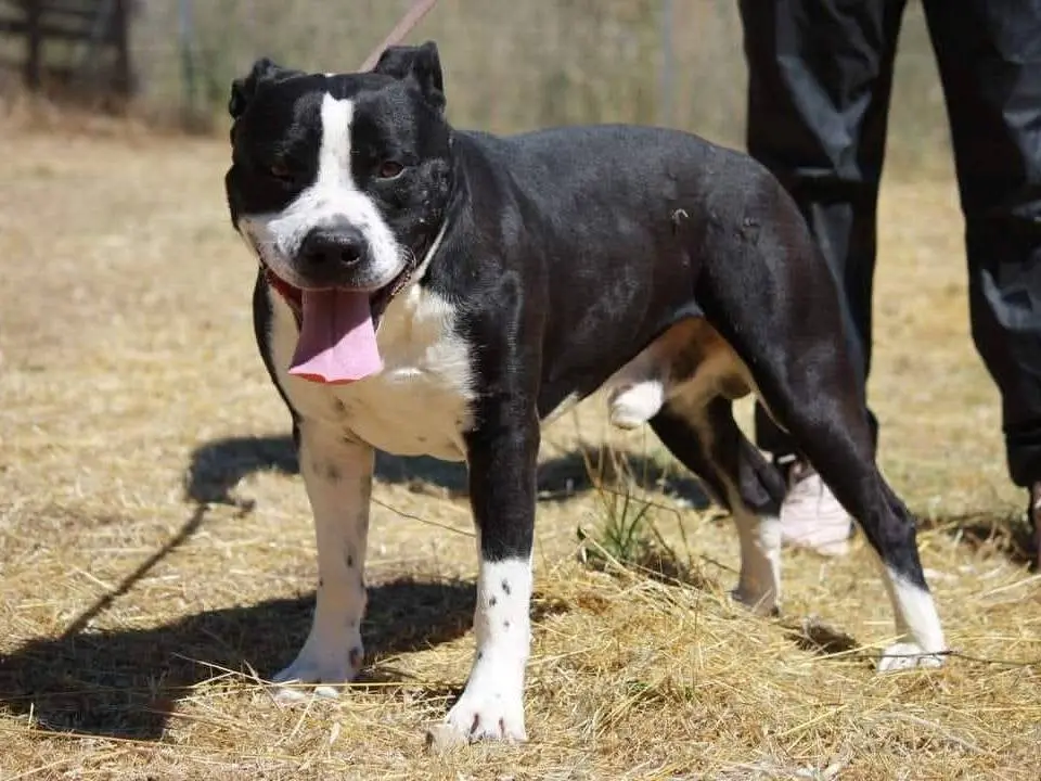 Adozione cane, maschio, American Staffordshire Terrier Razza sconosciuta, 3 anni e 8 mesi, taglia media, Bari