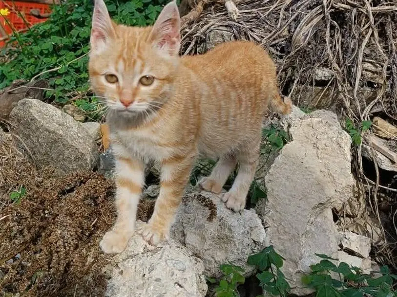 Vuoi adottare un gatto a Catania?