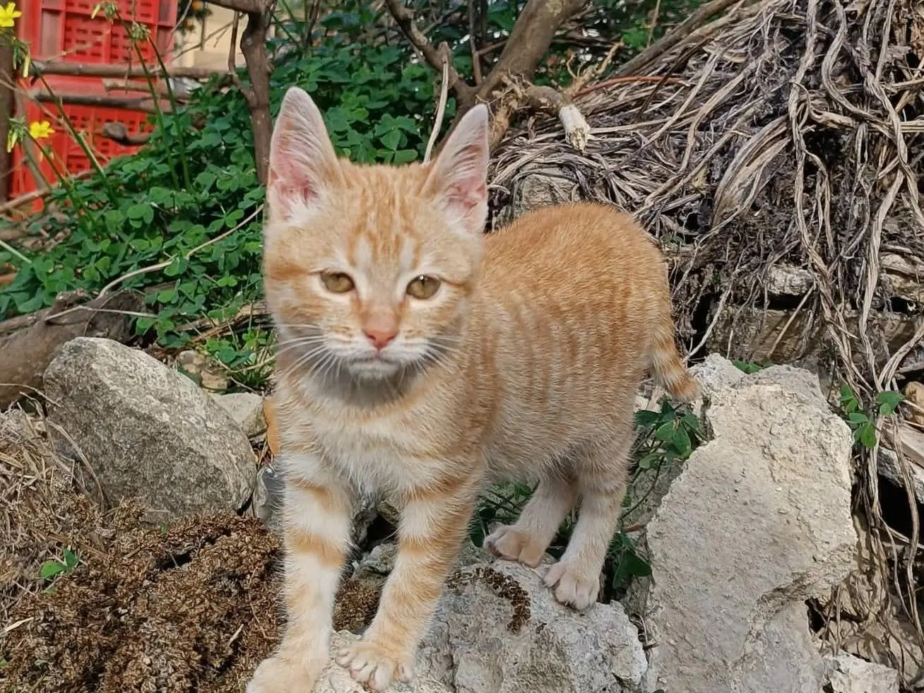 Adozione gatto, femmina, Razza sconosciuta Razza sconosciuta, 1 anno e 1 mese, taglia non valida, Catania