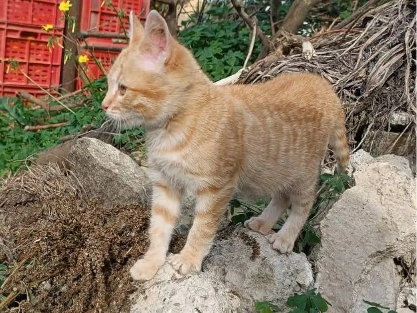 Adotta un gatto, femmina, 1 anno e 1 mese, Catania