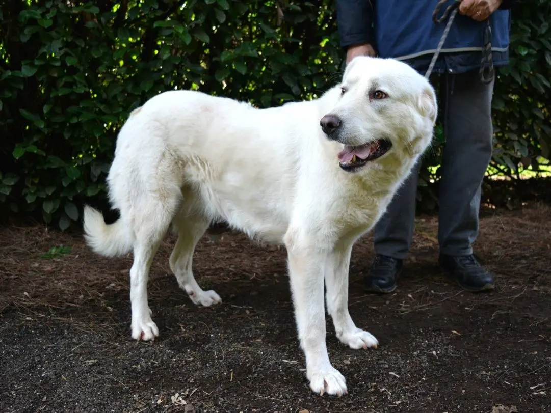 Vuoi adottare un cane a Roma?
