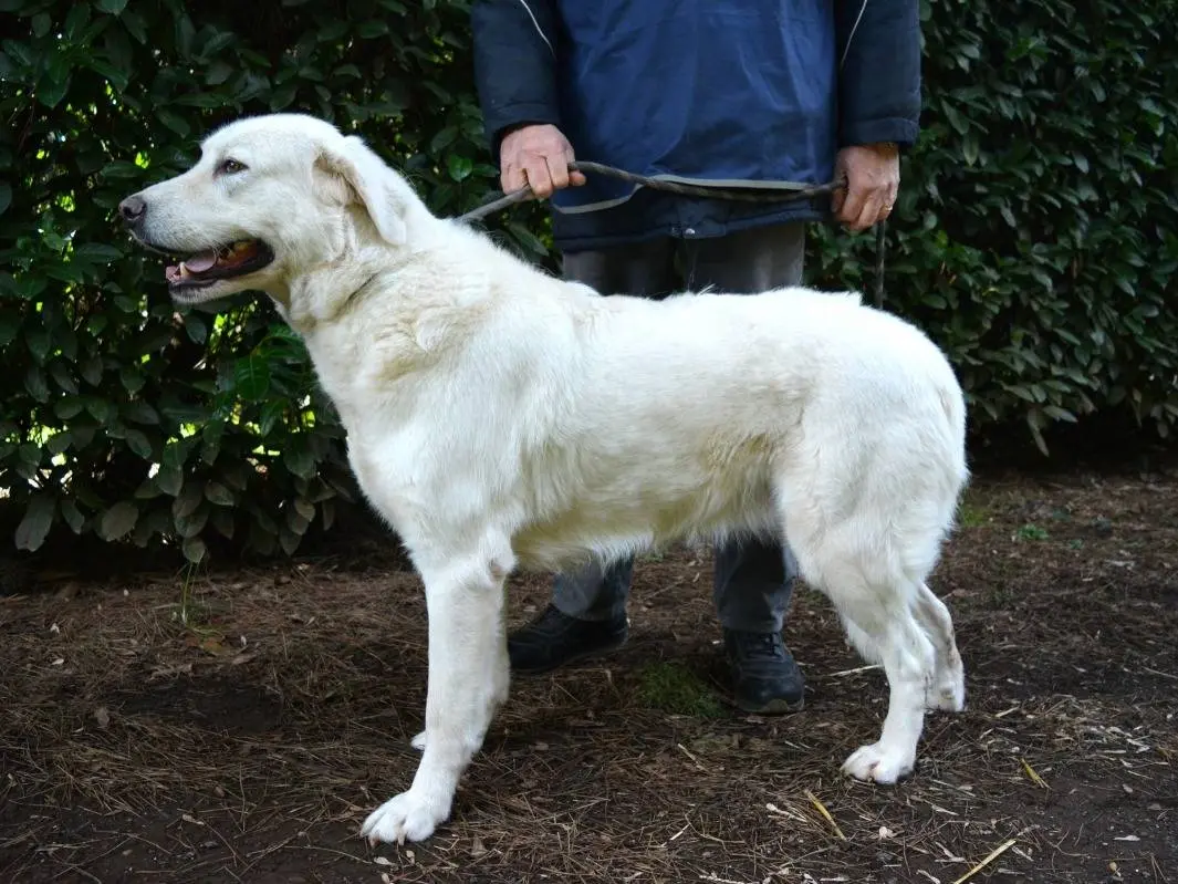 Adotta un cane, taglia gigante, femmina, Roma