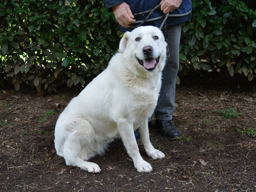 Adozione cane, femmina, Pastore maremmano Razza sconosciuta, 2 anni e 6 mesi, taglia gigante, Roma