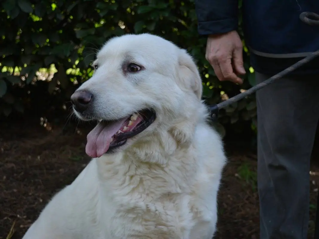 Adotta il cane Babak a Roma