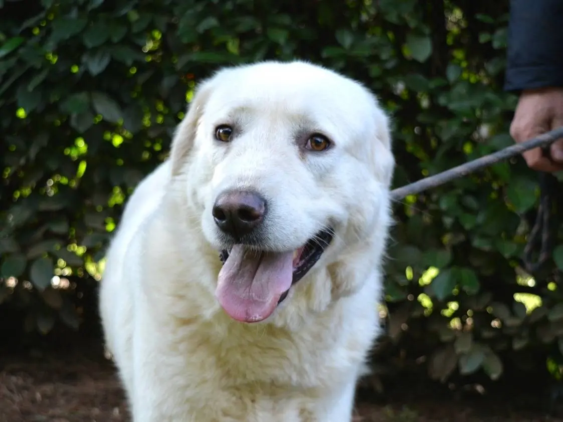 Adotta un cane, femmina, 2 anni e 6 mesi, Roma