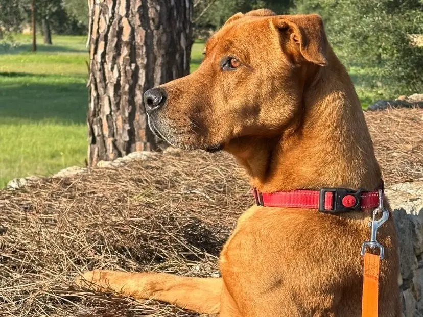 Adotta un cane, taglia grande, maschio, Bari