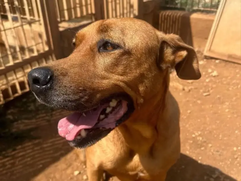 Vuoi adottare un cane a Bari?