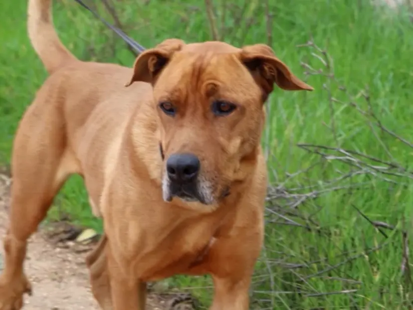 Adotta un cane, maschio, 3 anni e 8 mesi, Bari