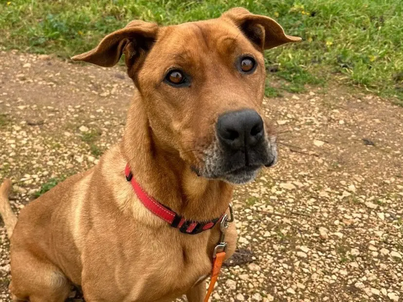 Adozione cane, maschio, Razza sconosciuta Razza sconosciuta, 3 anni e 8 mesi, taglia grande, Bari