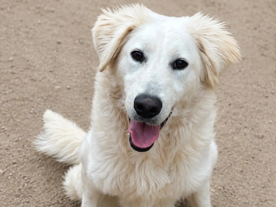 Adozione cane, femmina, Razza sconosciuta Razza sconosciuta, 1 anno e 8 mesi, taglia media, Sud