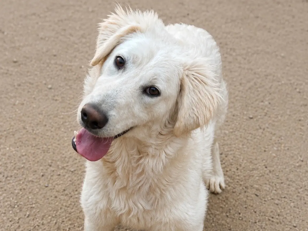 Adotta un cane, femmina, 1 anno e 8 mesi, Sud