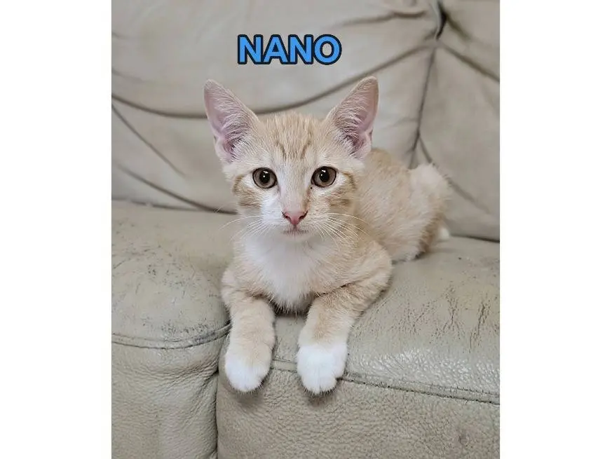 Adozione gatto, maschio, Razza sconosciuta Razza sconosciuta, 5 mesi, taglia non valida, Potenza