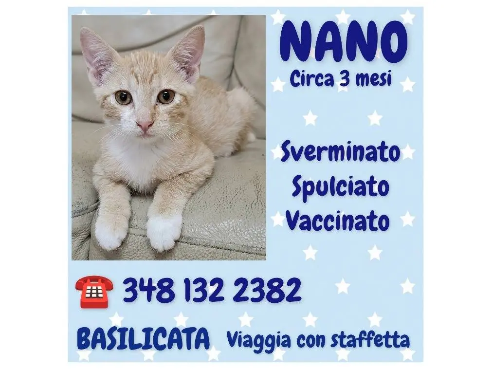 Adotta un gatto, maschio, 5 mesi, Potenza