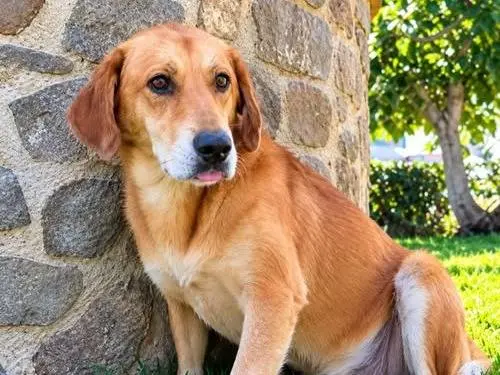 Adozione cane, maschio, Razza sconosciuta Razza sconosciuta, 5 anni e 4 mesi, taglia media, Crotone