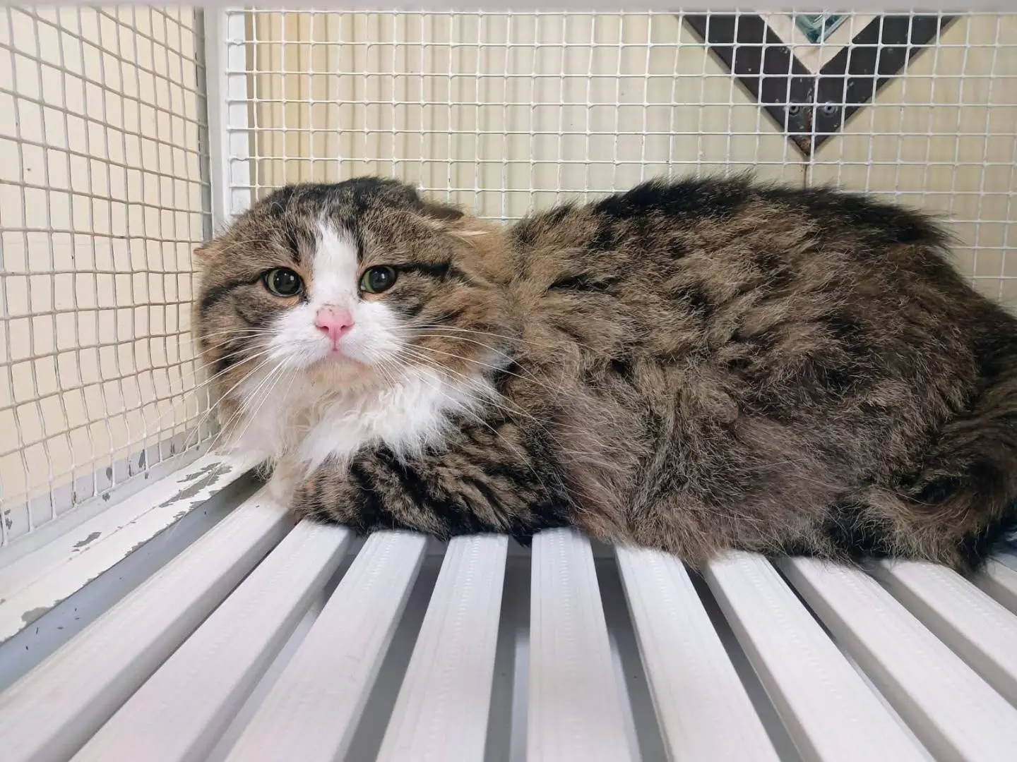 Adotta un gatto, maschio, 3 anni e 8 mesi, Ravenna
