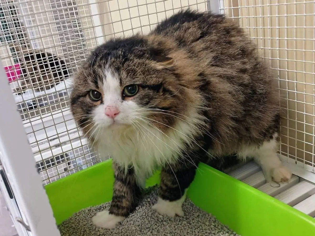 Adotta un gatto, taglia non valida, maschio, Ravenna