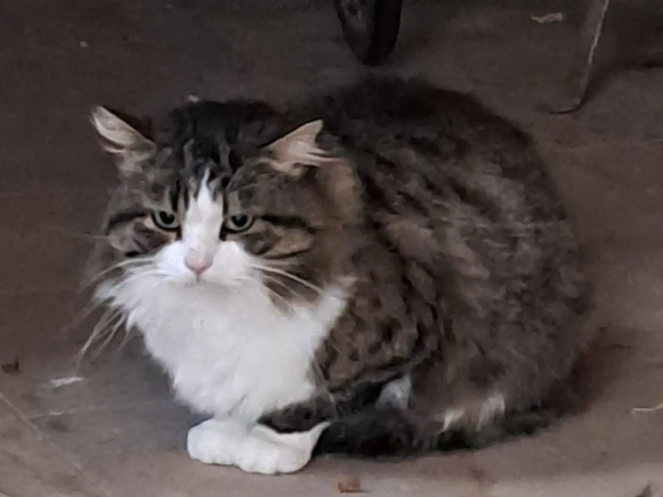 Adozione gatto, maschio, Razza sconosciuta Razza sconosciuta, 3 anni e 8 mesi, taglia non valida, Ravenna