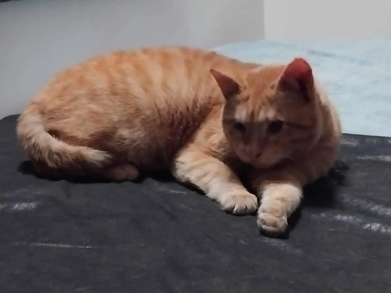 Adotta un gatto, maschio, 1 anno e 1 mese, Milano