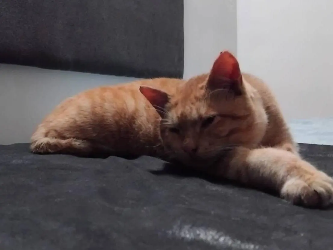 Adozione gatto, maschio, Razza sconosciuta Razza sconosciuta, 1 anno e 1 mese, taglia non valida, Milano