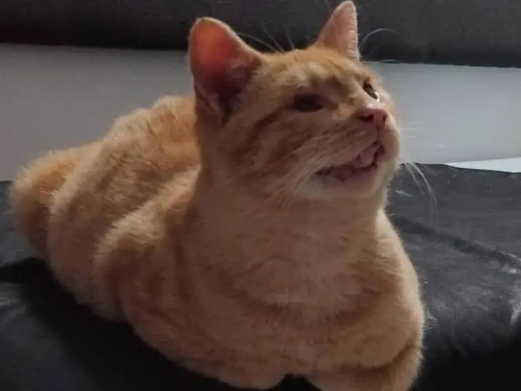 Vuoi adottare un gatto a Milano?