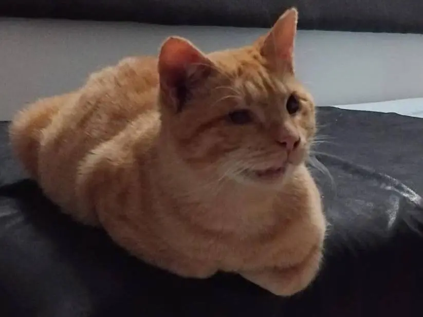 Adotta un gatto, taglia non valida, maschio, Milano