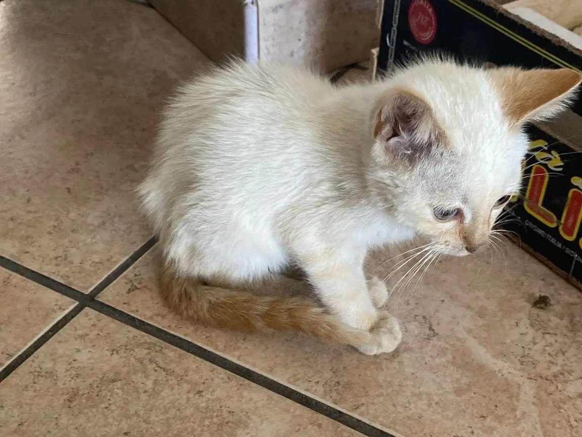 Adotta un gatto, maschio, 6 mesi, Crotone