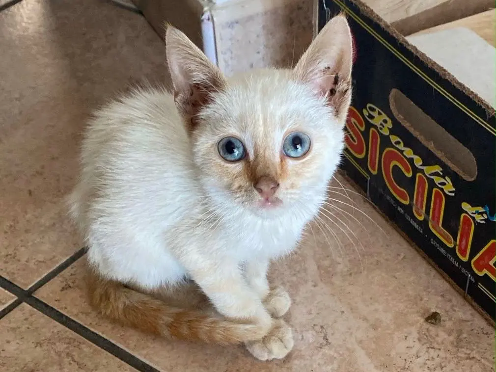 Adozione gatto, maschio, Razza sconosciuta Razza sconosciuta, 6 mesi, taglia non valida, Crotone