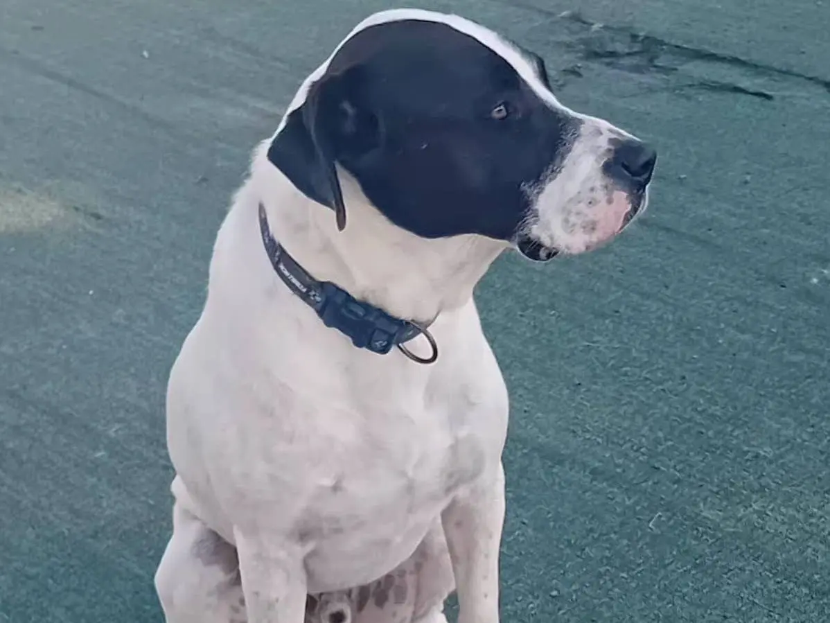 Vuoi adottare un cane a Cosenza?