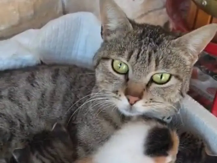 Adotta un gatto, taglia non valida, femmina, Genova