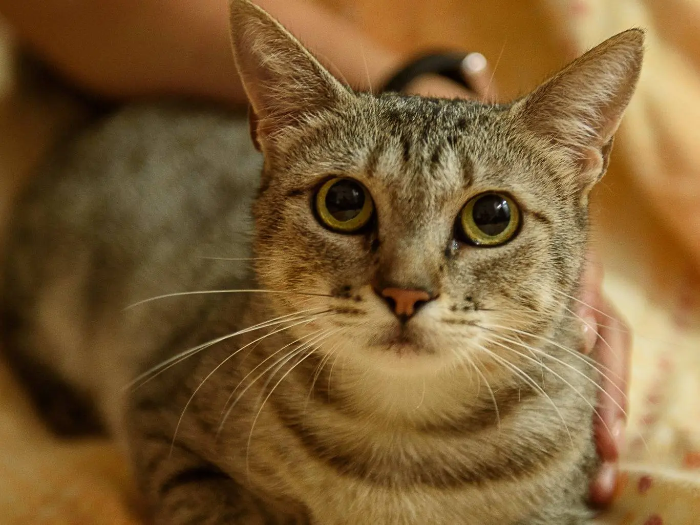 Adotta un gatto, femmina, 1 anno e 7 mesi, Genova