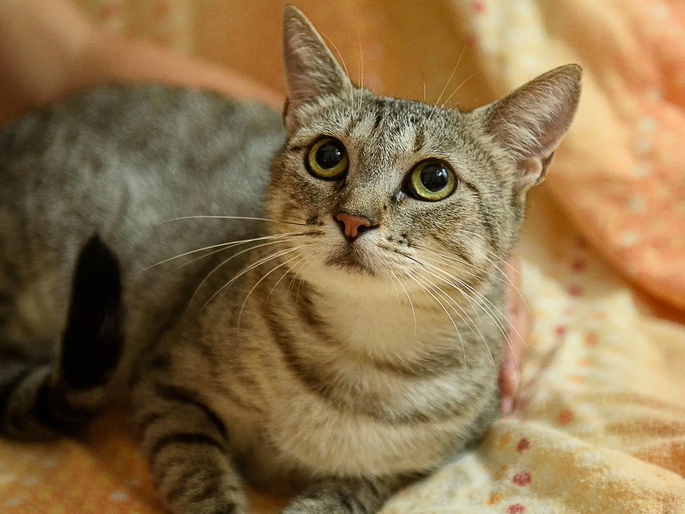 Adozione gatto, femmina, Razza sconosciuta Razza sconosciuta, 1 anno e 7 mesi, taglia non valida, Genova