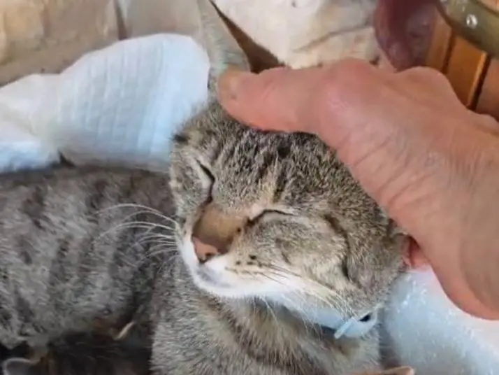 Vuoi adottare un gatto a Genova?