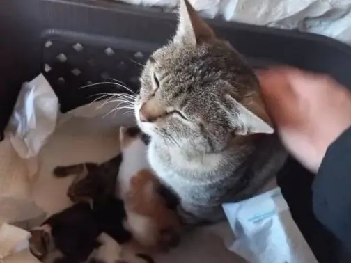 Adotta il gatto Tiffany a Genova