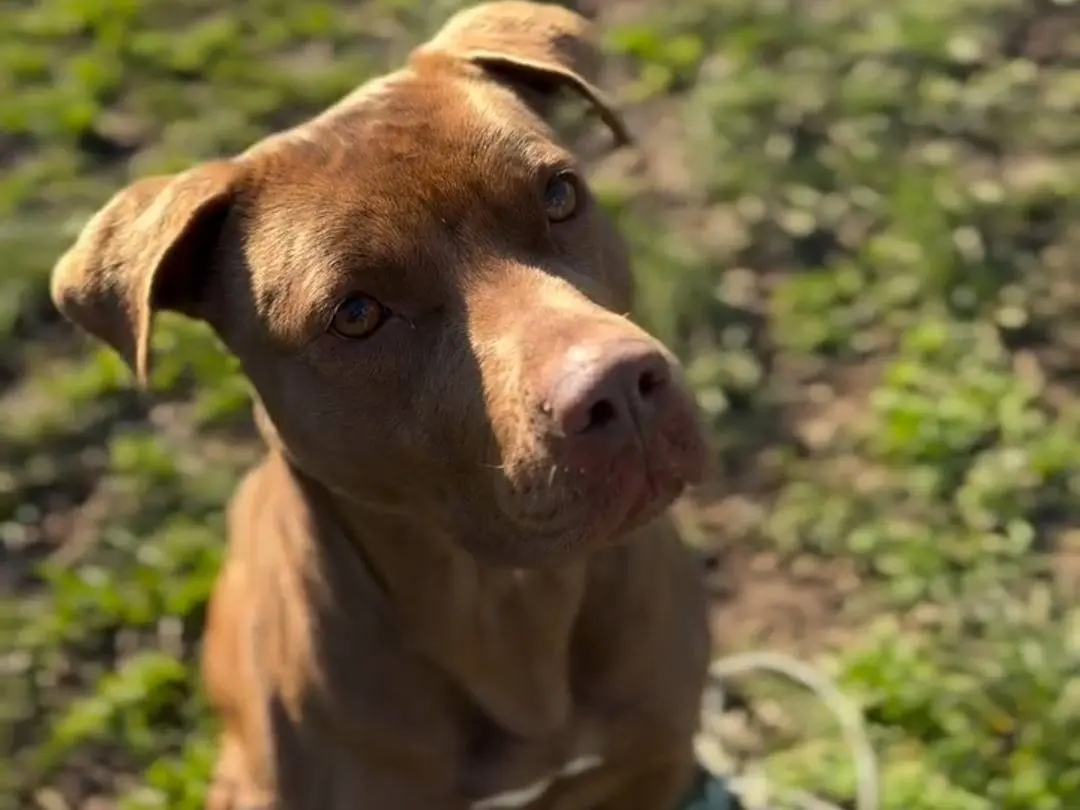 Adotta un cane, femmina, 8 anni e 2 mesi, Milano