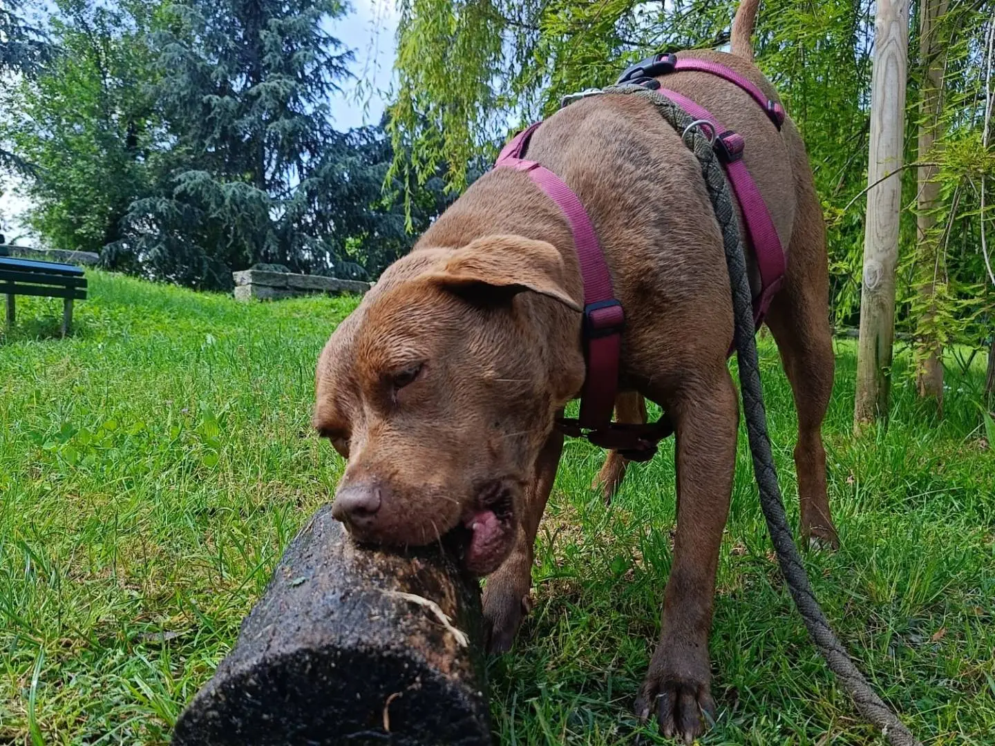 Adotta un cane, taglia media, femmina, Milano