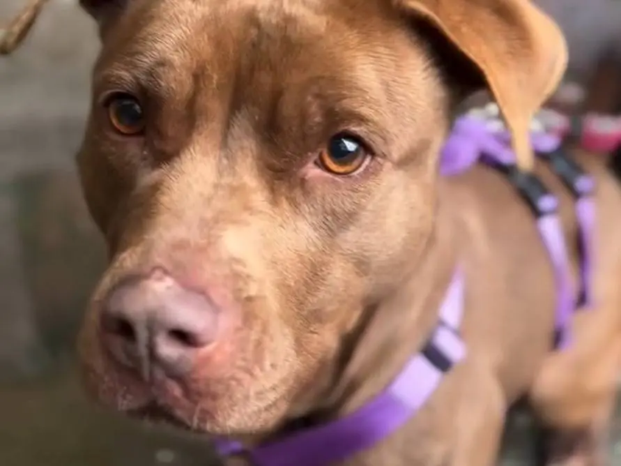 Adozione cane, femmina, Pitbull Razza sconosciuta, 8 anni e 2 mesi, taglia media, Milano