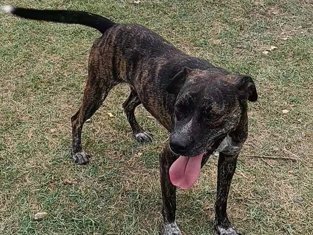 Adotta un cane, femmina, 3 anni e 9 mesi, Frosinone