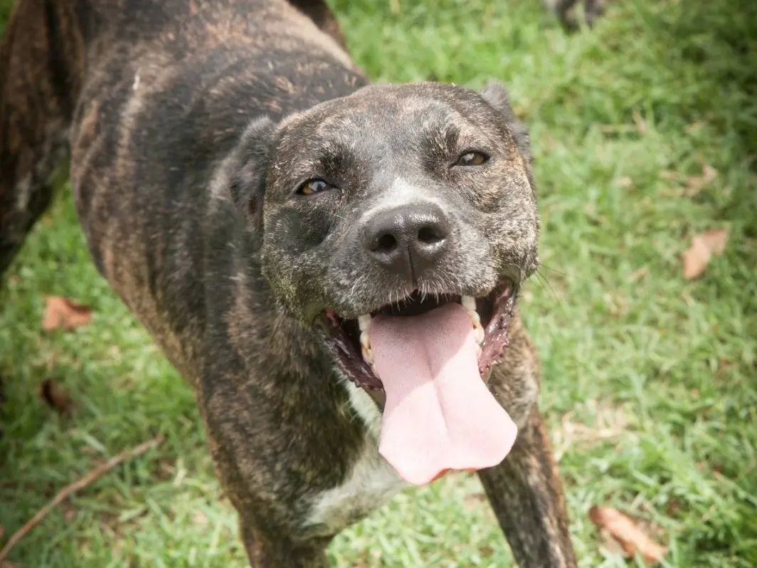 Adozione cane, femmina, Razza sconosciuta Razza sconosciuta, 3 anni e 9 mesi, taglia media, Frosinone