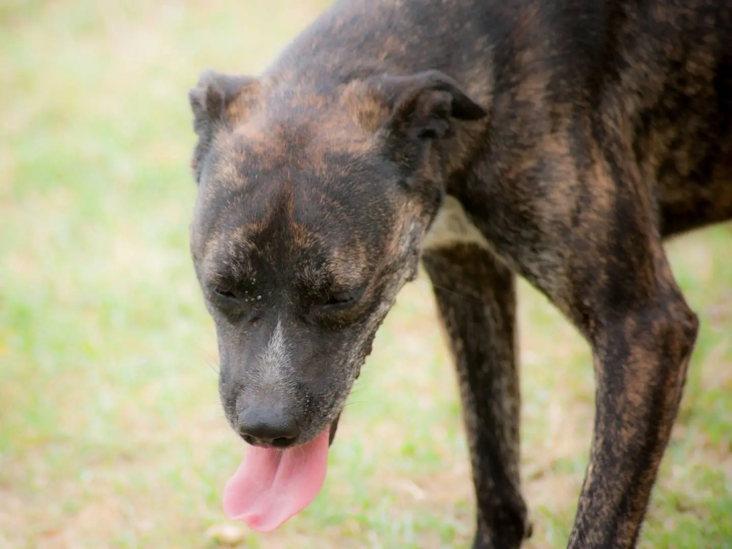 Adotta il cane ALLEGRA a Frosinone
