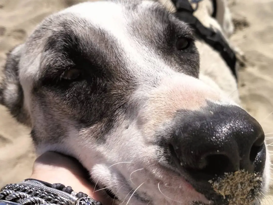 Adotta un cane, taglia media, femmina, Bari