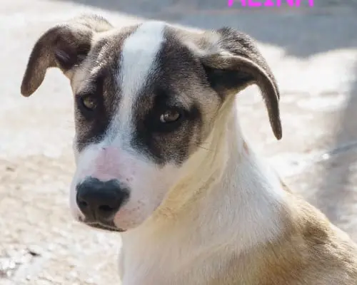 Adotta un cane, femmina, 4 anni e 2 mesi, Bari