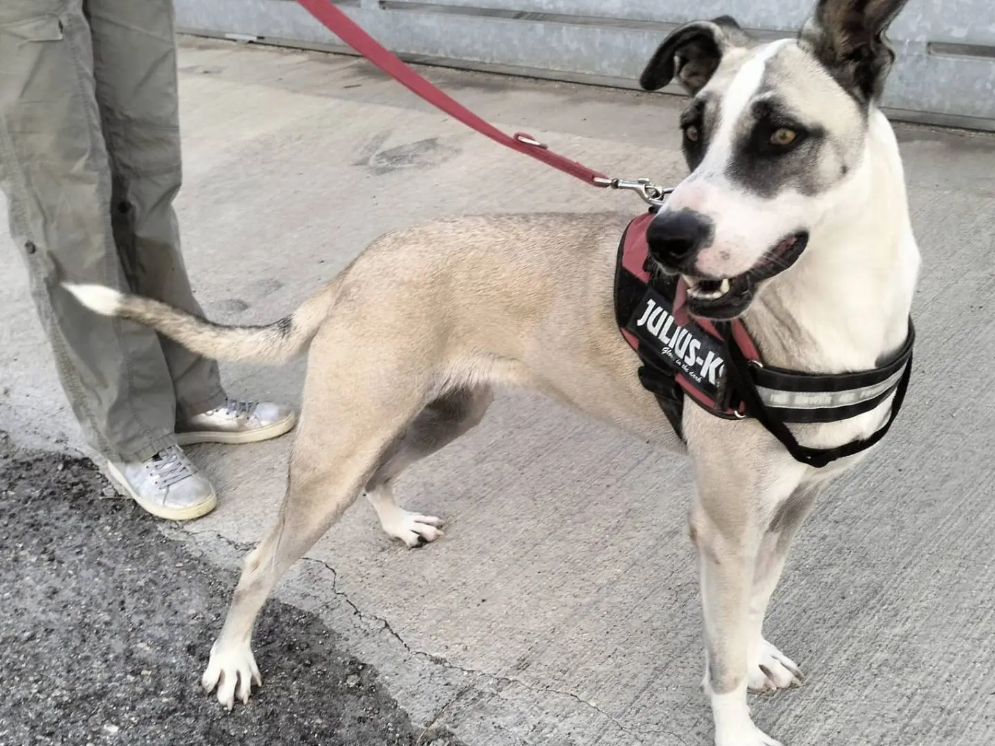 Adozione cane, femmina, Razza sconosciuta Razza sconosciuta, 4 anni e 2 mesi, taglia media, Bari
