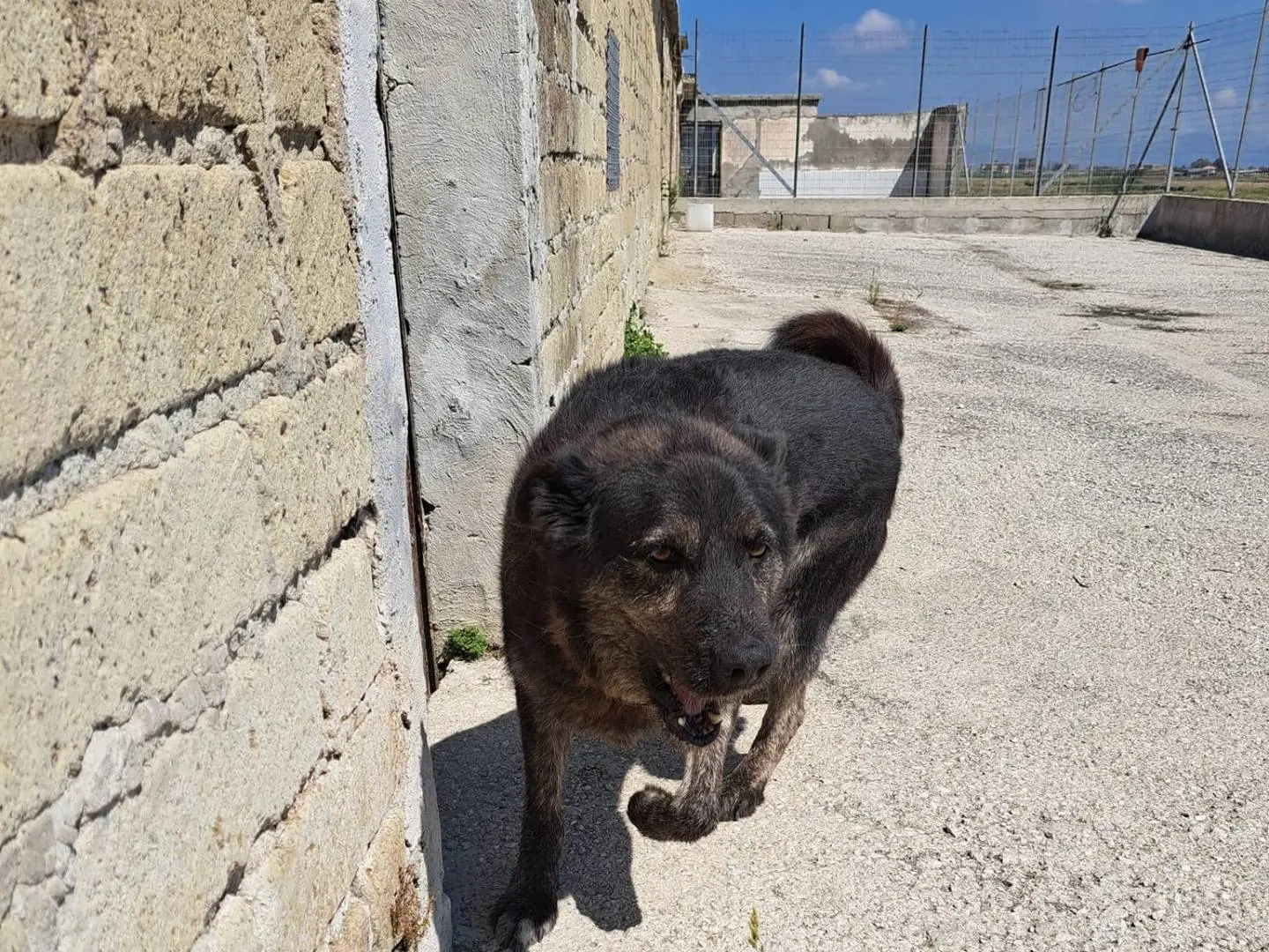 Vuoi adottare un cane a Caserta?