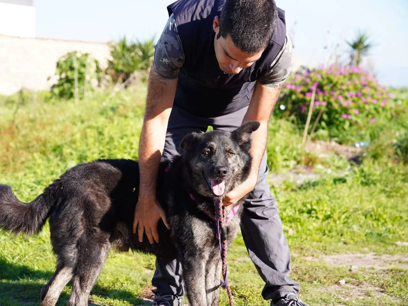 Adotta un cane, maschio, 9 anni e 6 mesi, Caserta