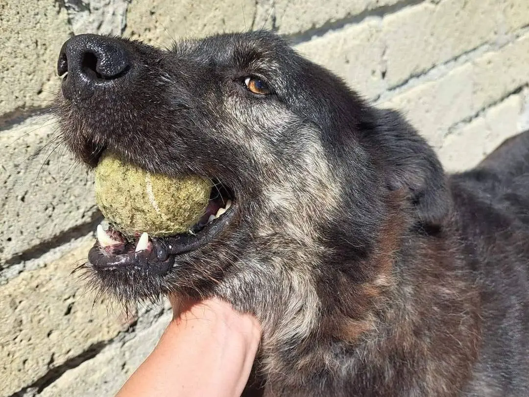 Adotta un cane, taglia media, maschio, Caserta