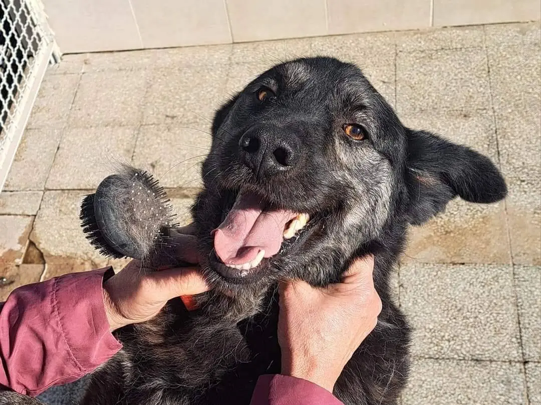 Adozione cane, maschio, Pastore tedesco Razza sconosciuta, 9 anni e 6 mesi, taglia media, Caserta