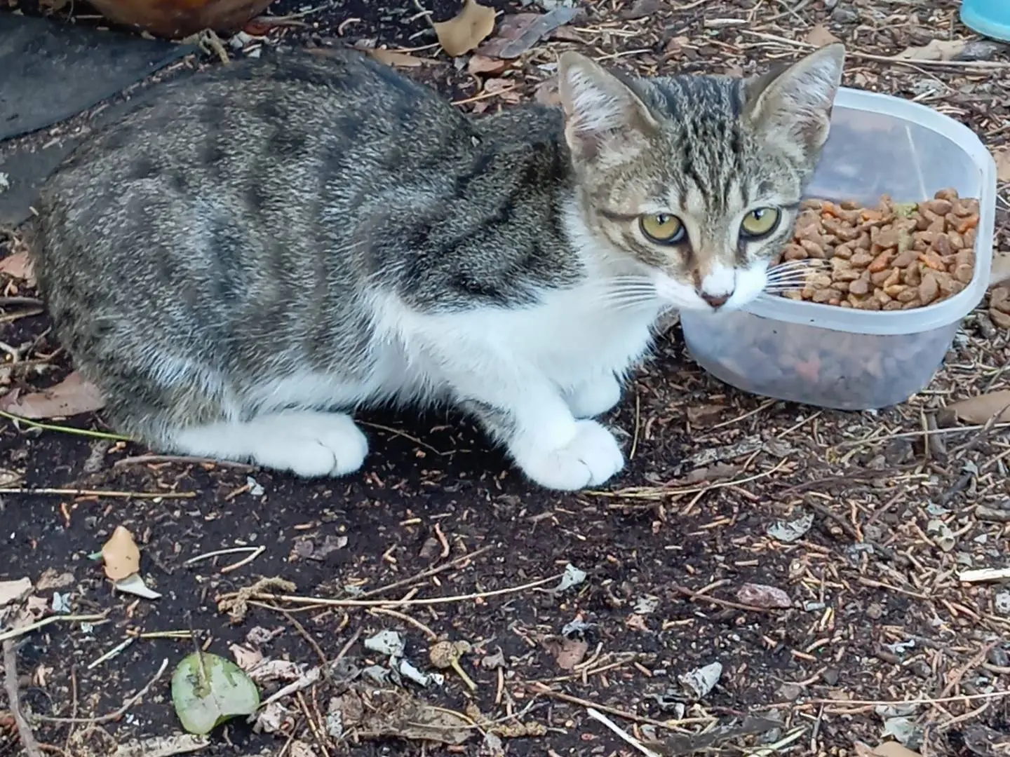 Adotta un gatto, maschio, 1 anno e 5 mesi, Viterbo