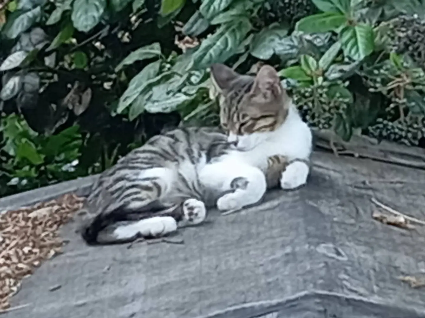 Adozione gatto, maschio, Razza sconosciuta Razza sconosciuta, 1 anno e 5 mesi, taglia non valida, Viterbo
