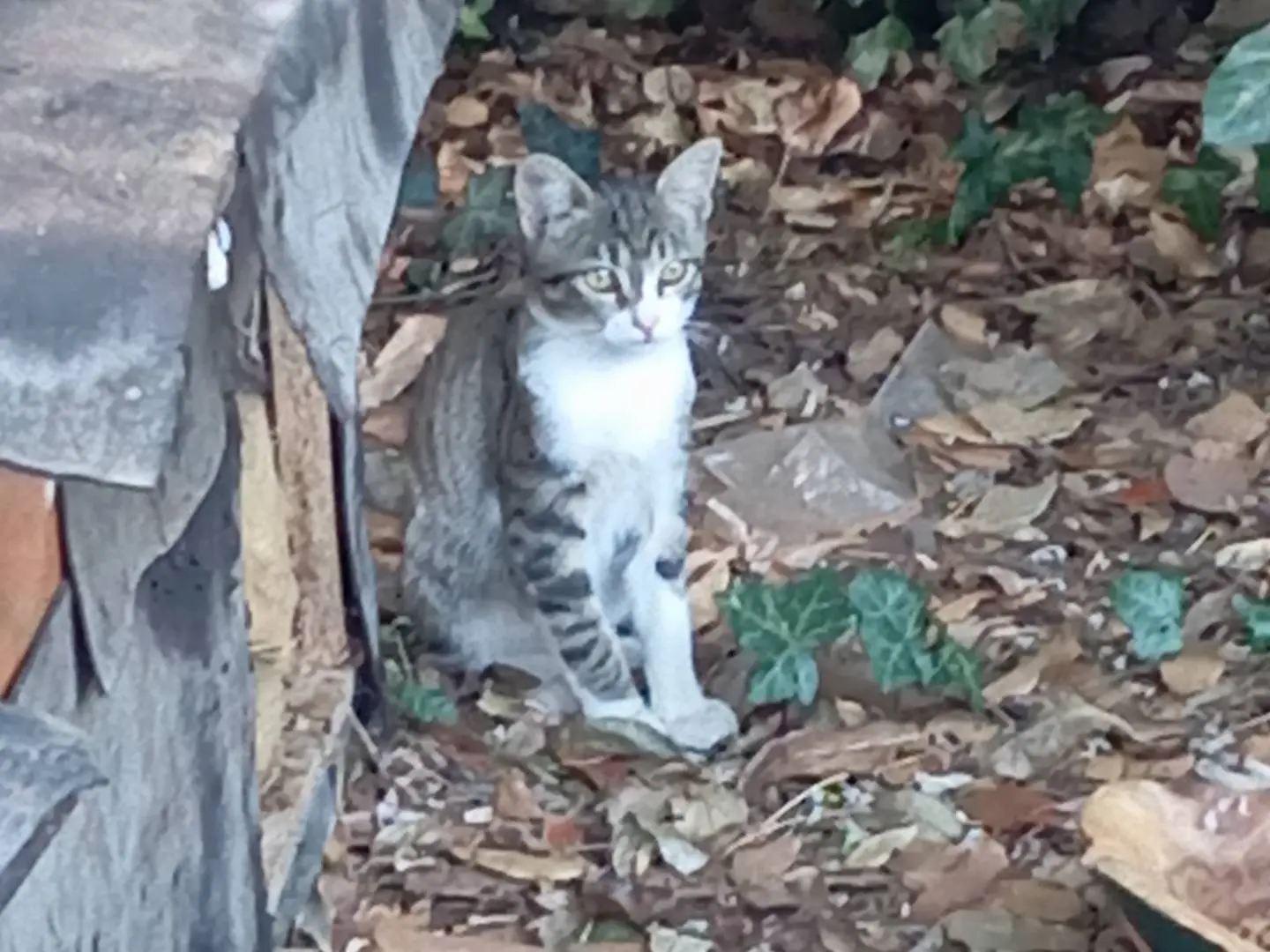 Adotta un gatto, taglia non valida, maschio, Viterbo